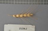 Click for 1 image(s) for this accession. Spike